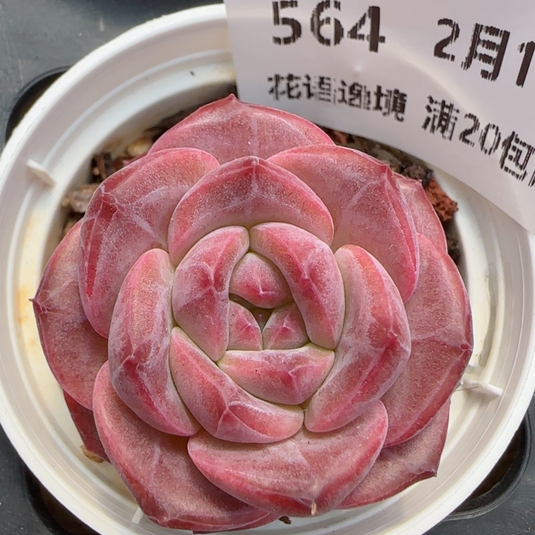 花语逸镜0219-564