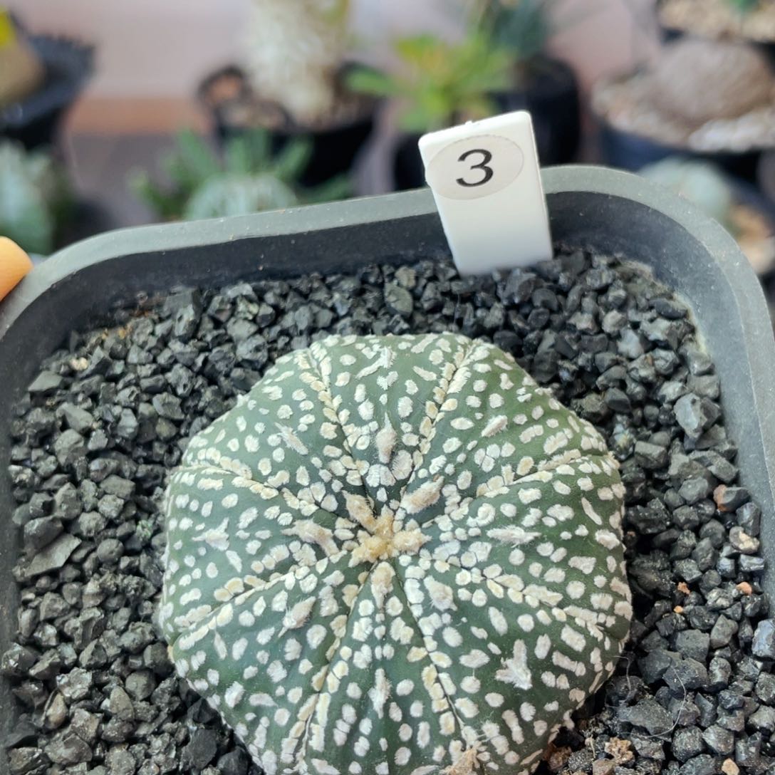 仙人球满28包邮海星奇迹v兜4.8公分