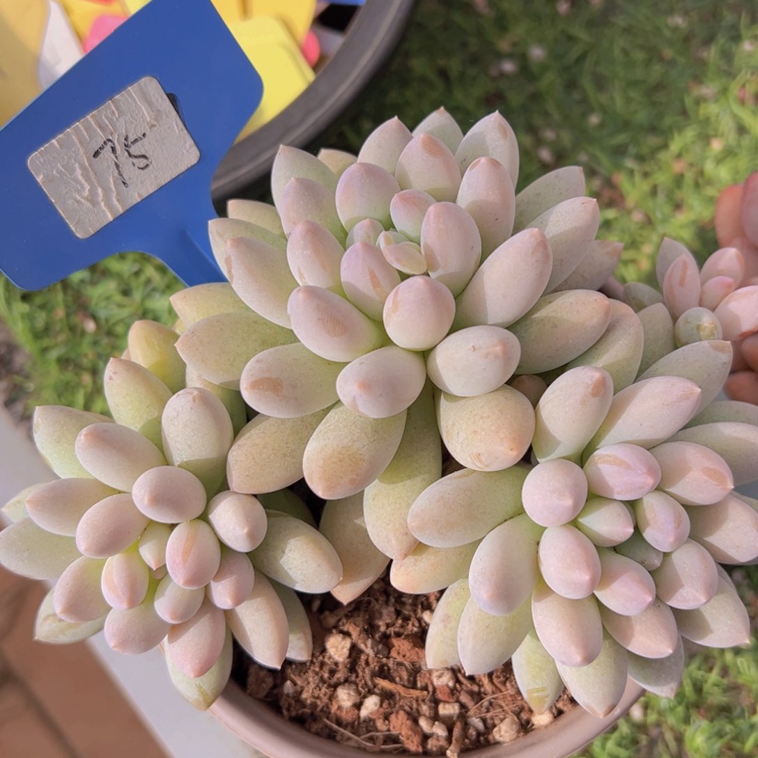 香玉的故事是一个人的