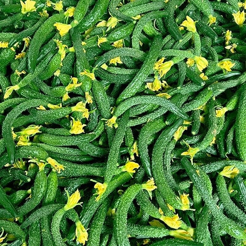 新鲜黄瓜扭腌咸菜专用