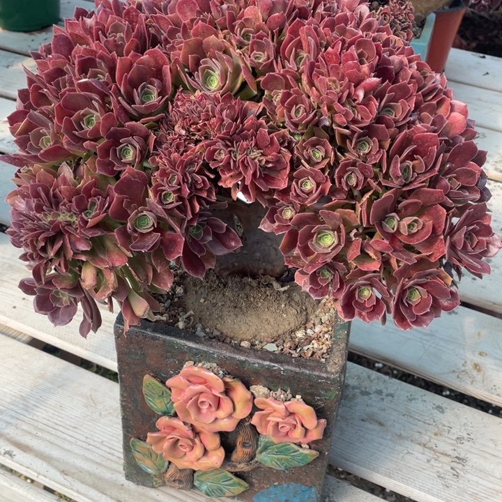 多肉的大肉都要长胖一点呀