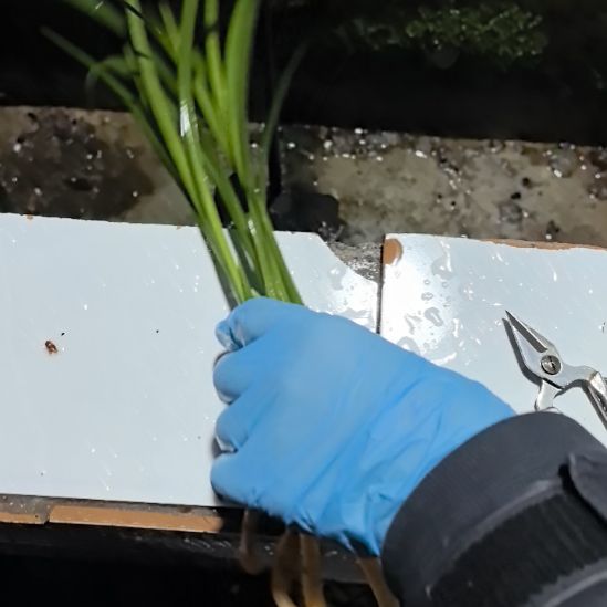 完全开放玉棠春三苗