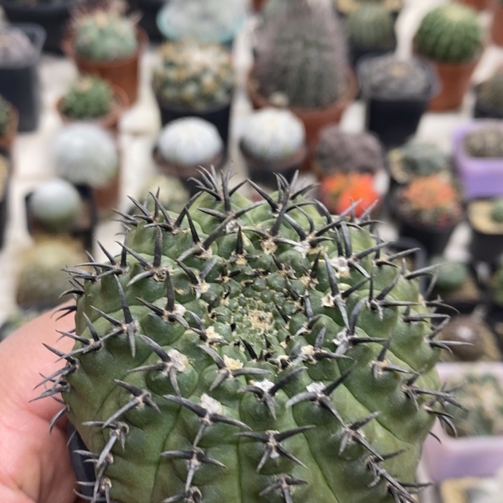 大号黑刺凤头特价