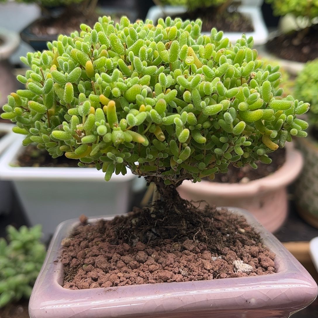 昕宝蜜桔带盆枝干番杏