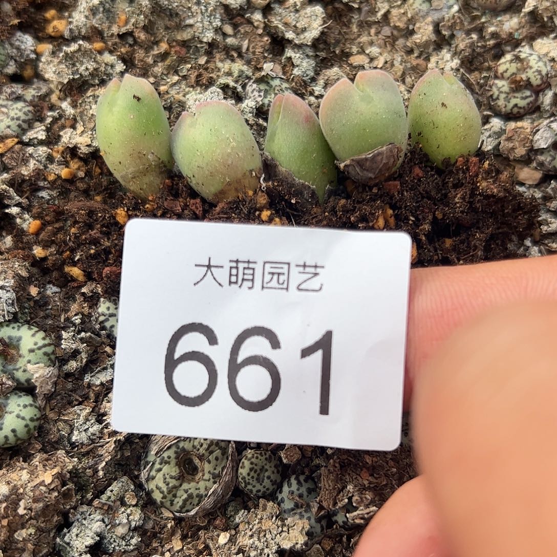 迷***圈一物一拍5颗空蝉。 661