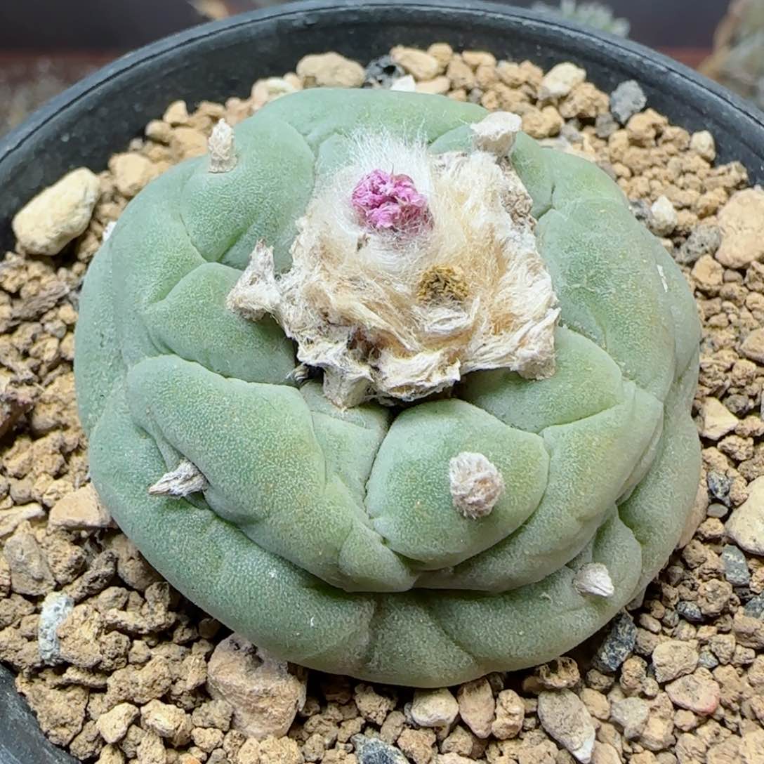 521实生草球多肉