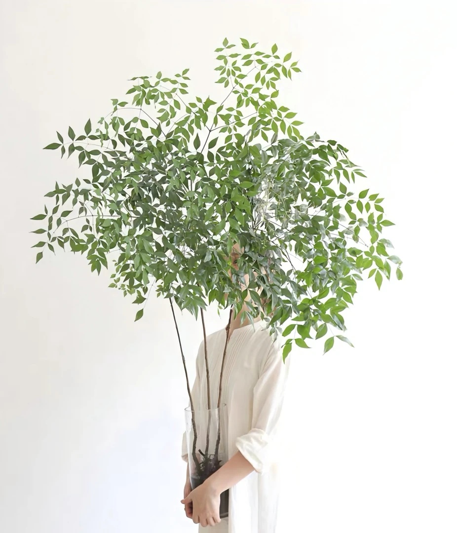 【带根发货】南天竹水培盆栽植物室内客厅好养绿植花卉