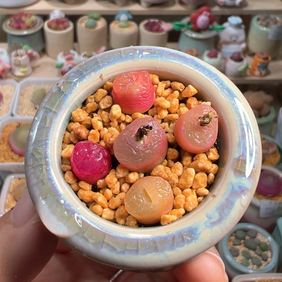 多肉植物215号毛毛