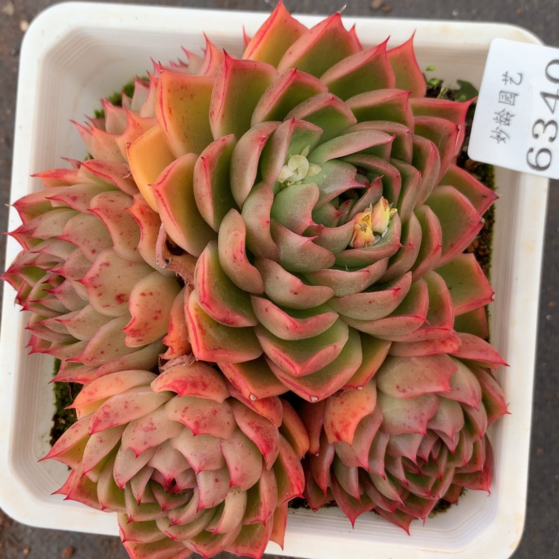 6340杂交多肉植物