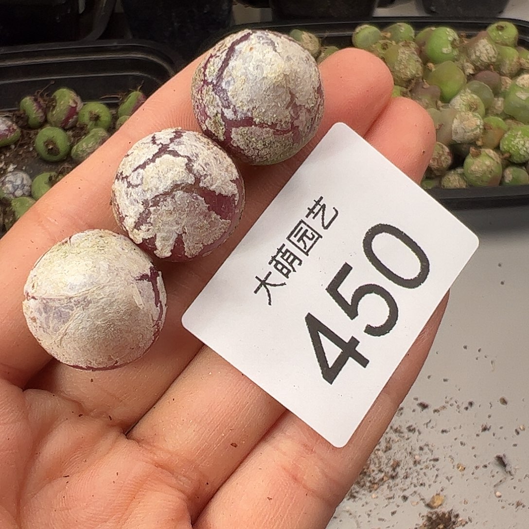 一物一拍              450