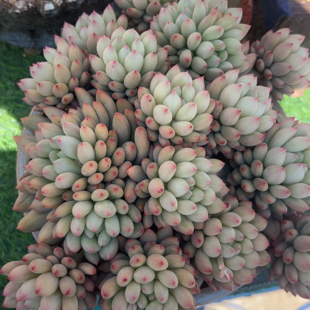 孟***?岩字多肉，一物一拍