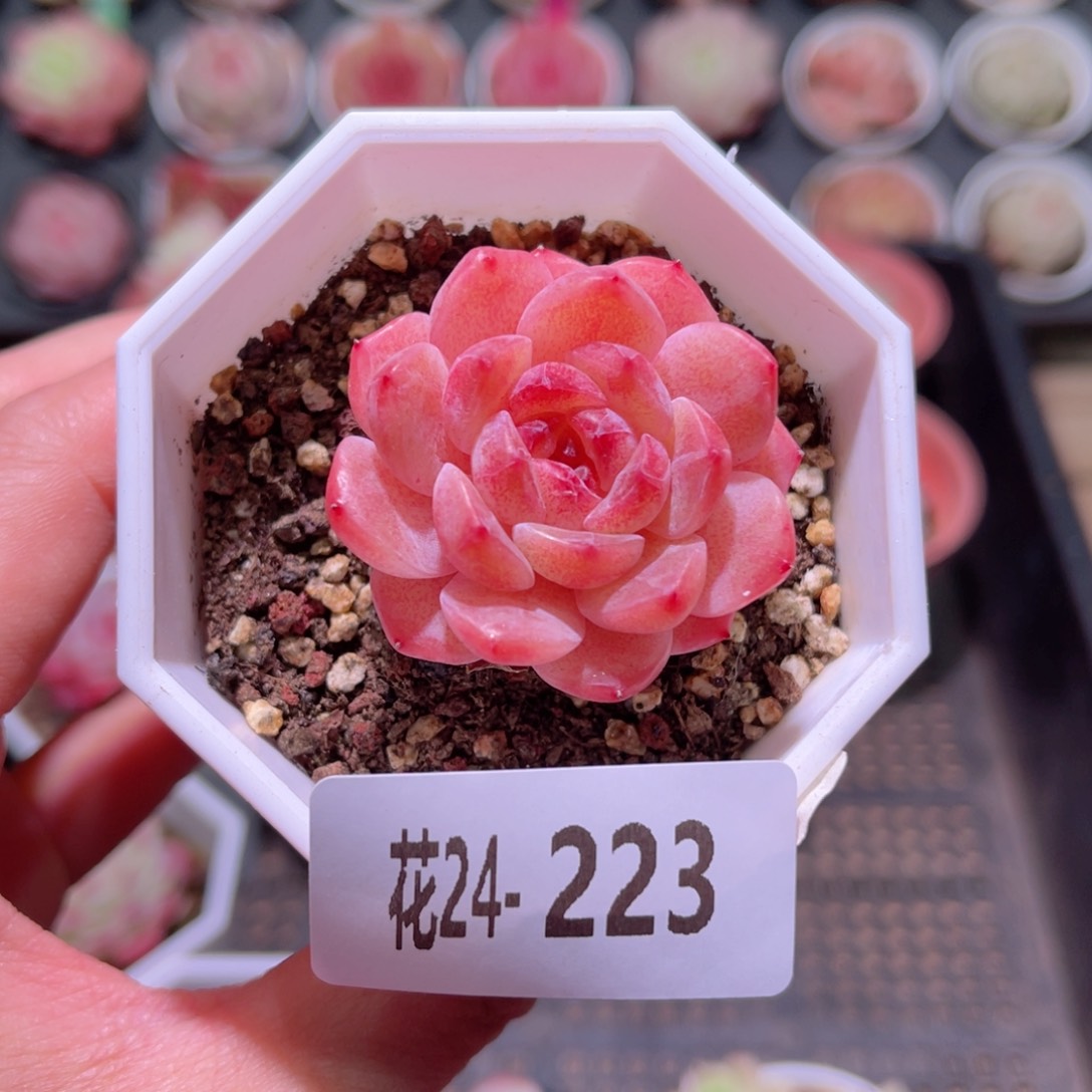 花利美24-223精选糖心