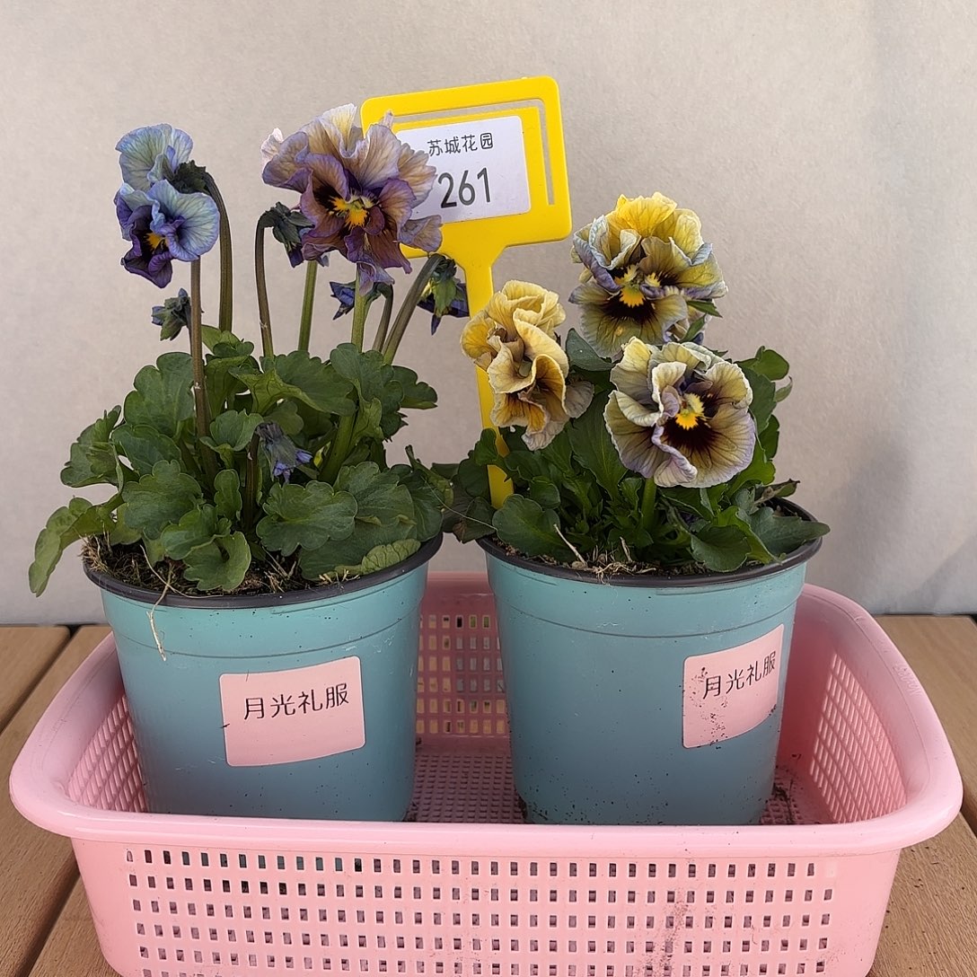 大部分开放少量花苞261