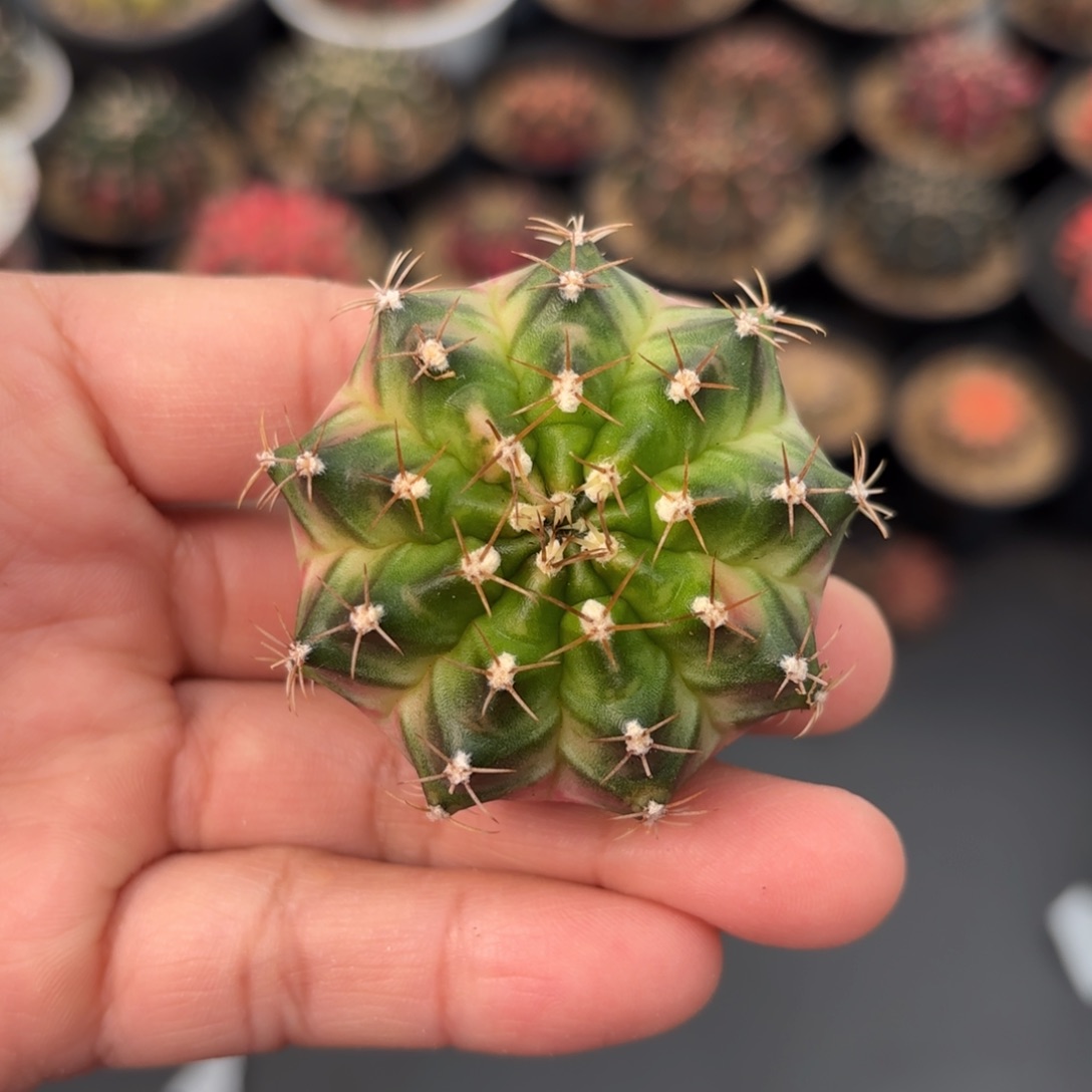 泰系实生米哈仙人球21号