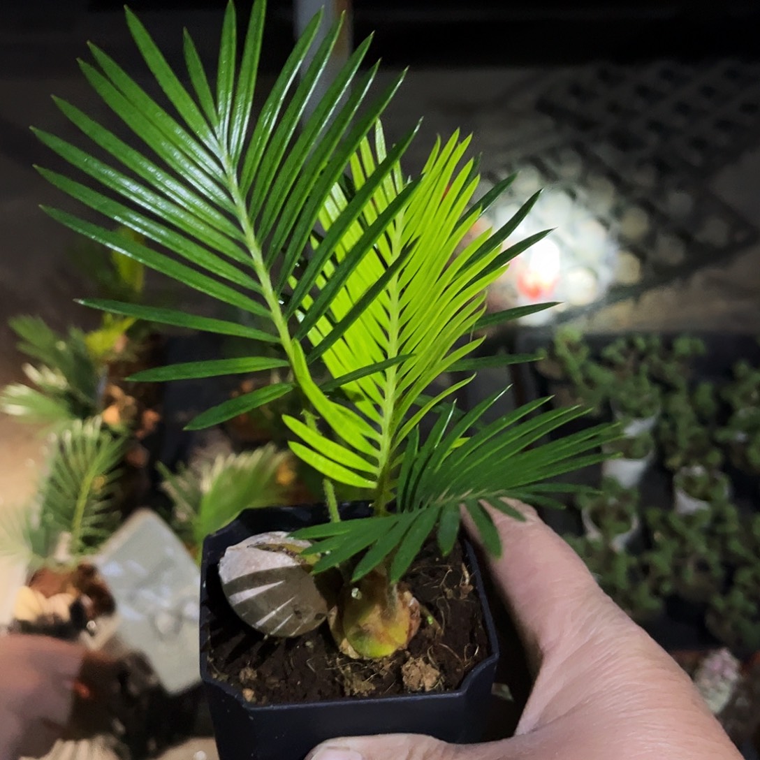 用***718多肉植物提取萃取剂中