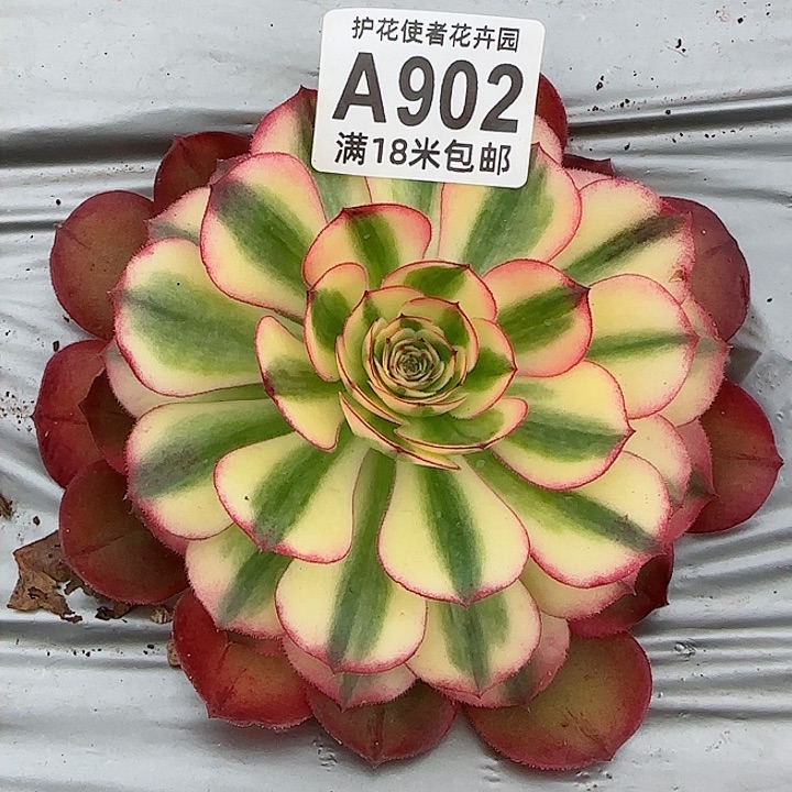 多肉法师倾城朵朵