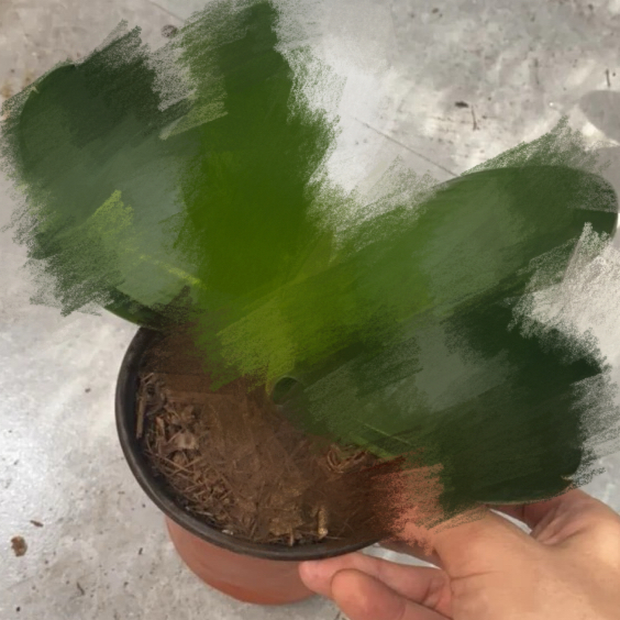 君子兰青兰彩兰绿植花卉（多样性发货）