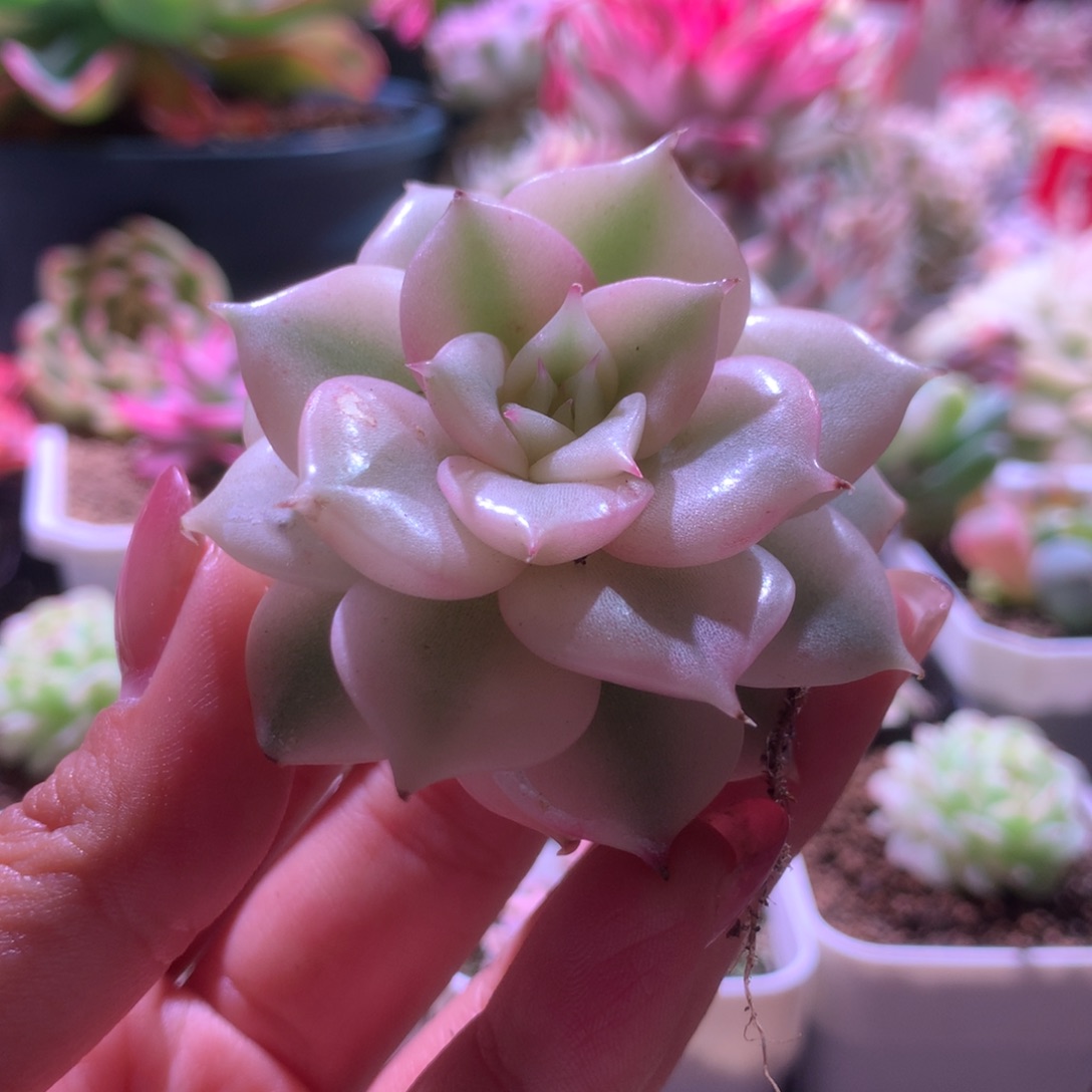 贝加尔湖覆轮锦有根