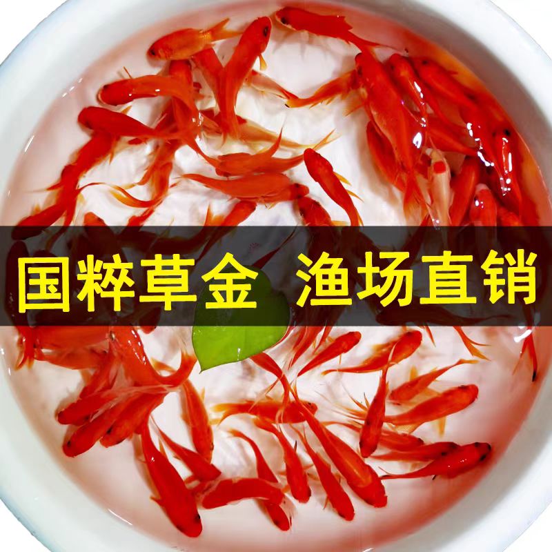 草金鱼 饲料鱼 观赏鱼 冷水鱼 小金鱼