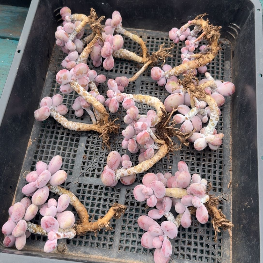 从前慢多肉精选编号1120.腰子蛋四头