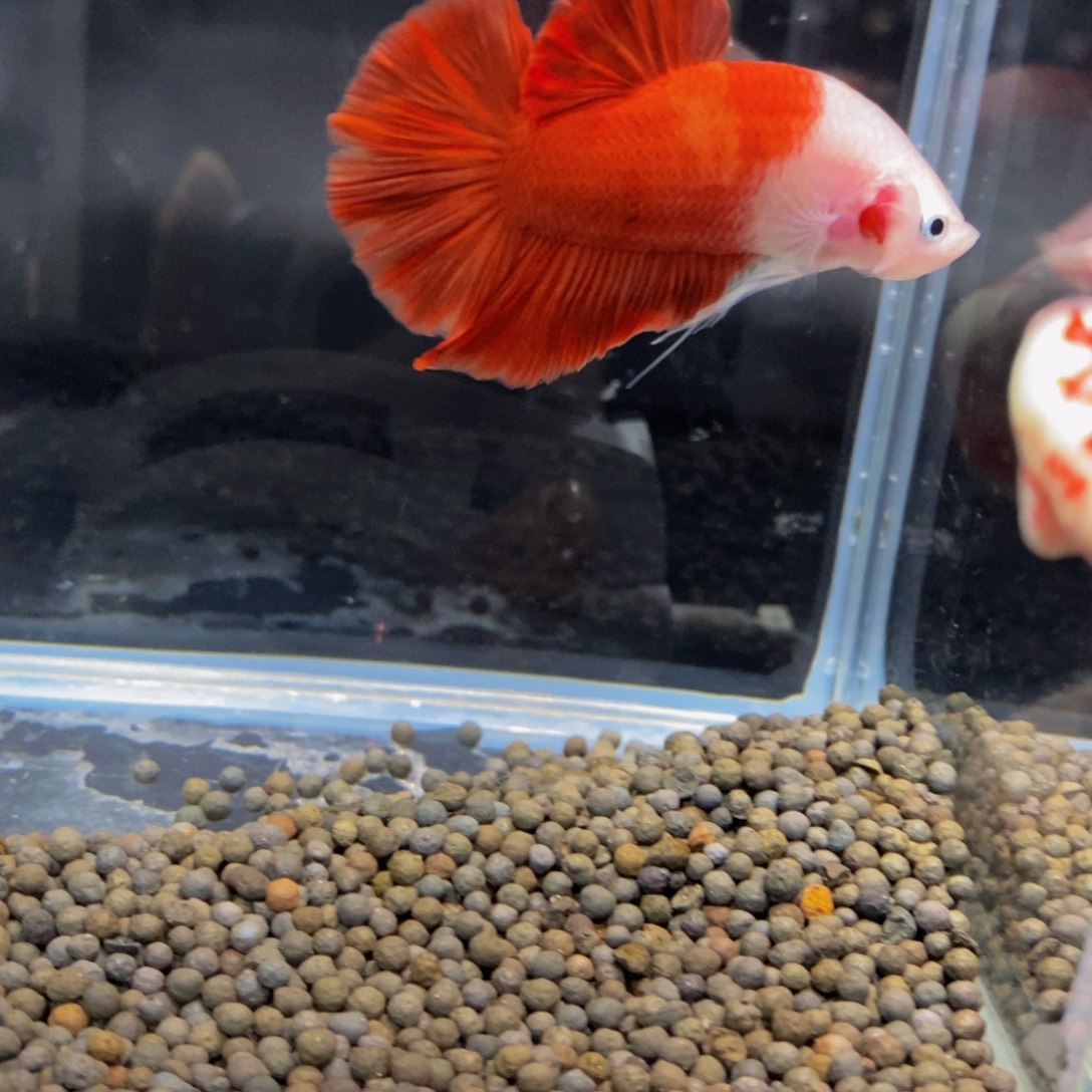 斗鱼356巨斗111111 