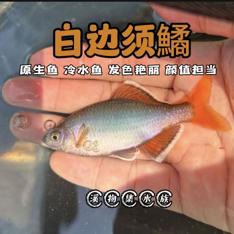 广西白边须鱊 网红原生鱼