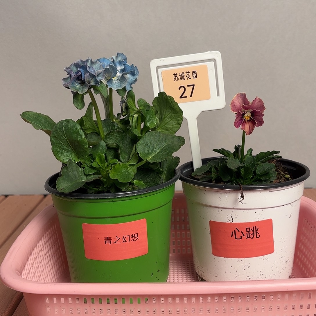 大部分开放少量花苞27