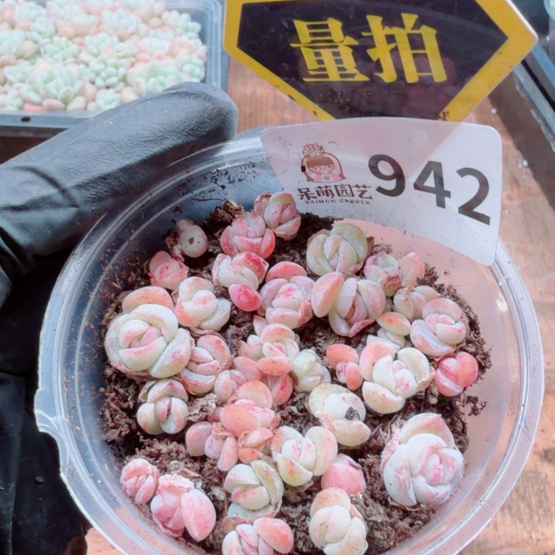 多肉植物多肉植物