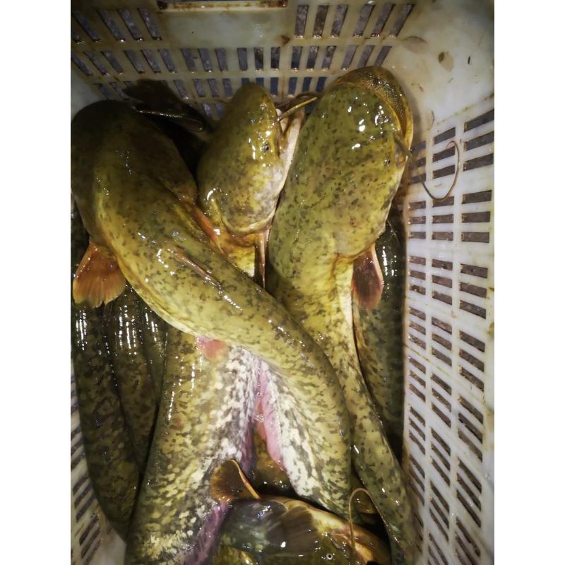 活体鱼四川四川大口鲶冰鲜现捞 生态养殖观赏鱼观赏水族淡水饲养