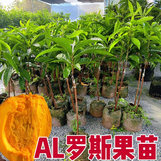 AL罗斯果早生四季开花结果丰产易管理带土带叶发货盆栽地栽