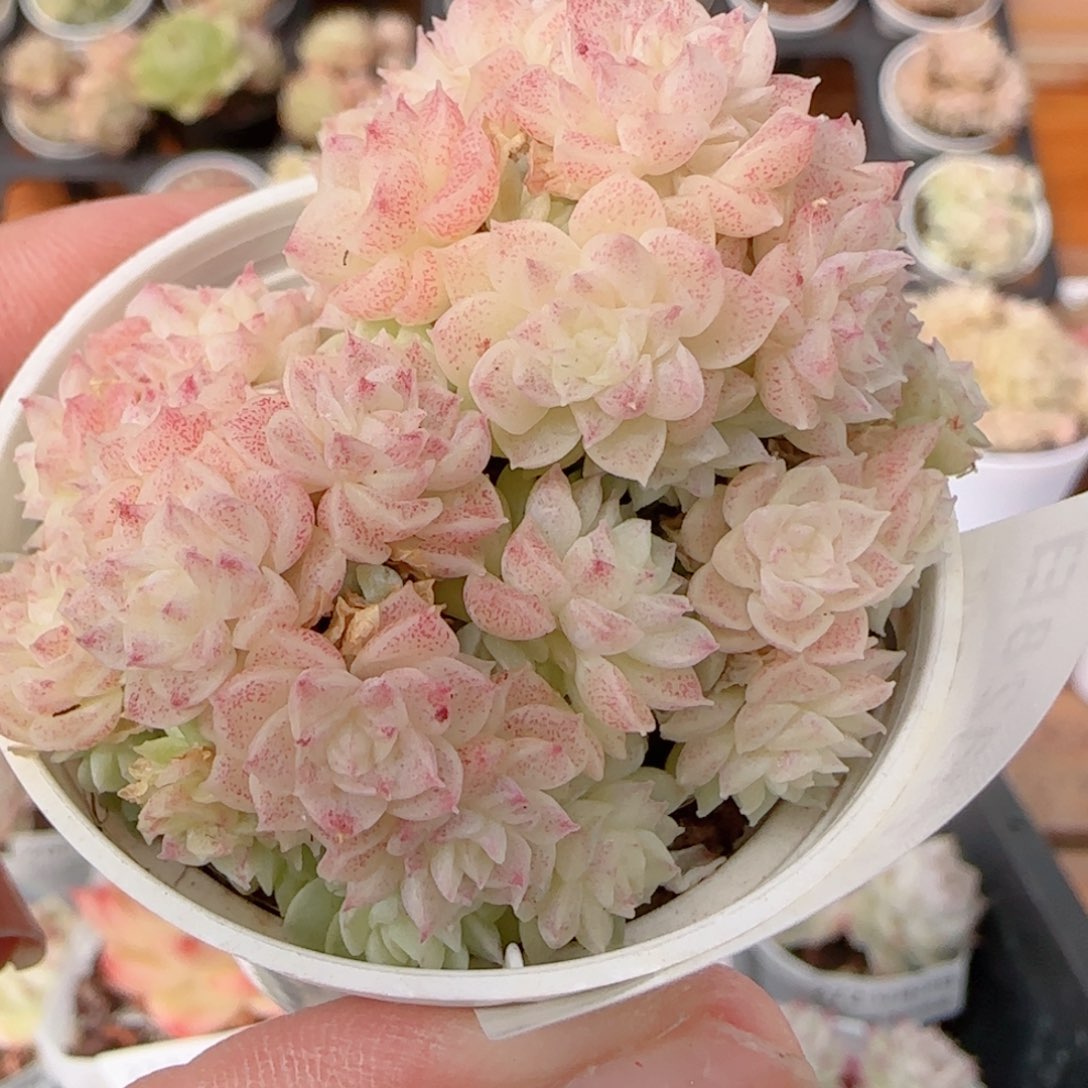 花语多肉1228-279散