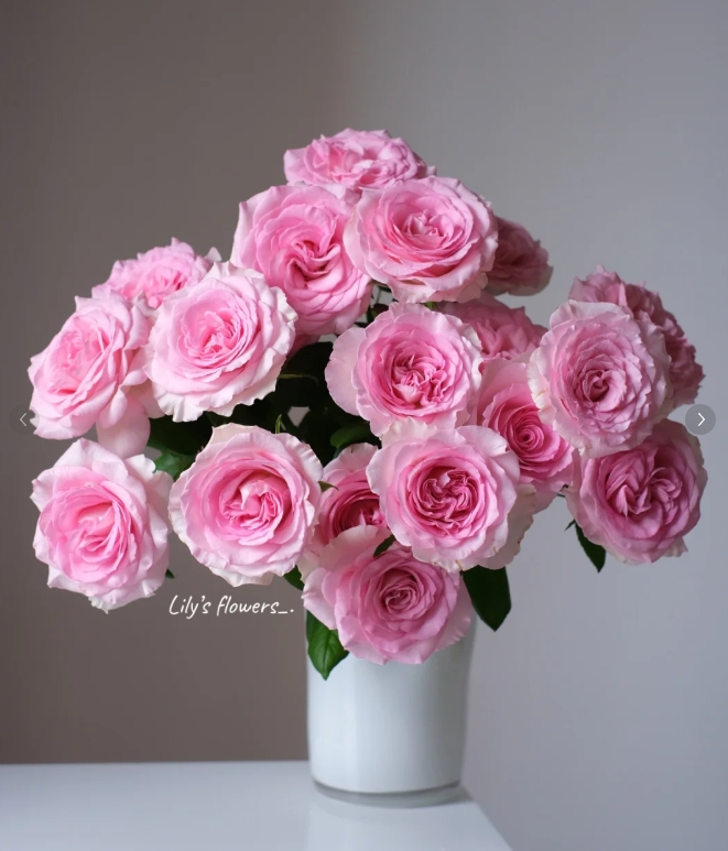 【A级】洛神6枝+奶油杯6枝 （1枝不赔付）