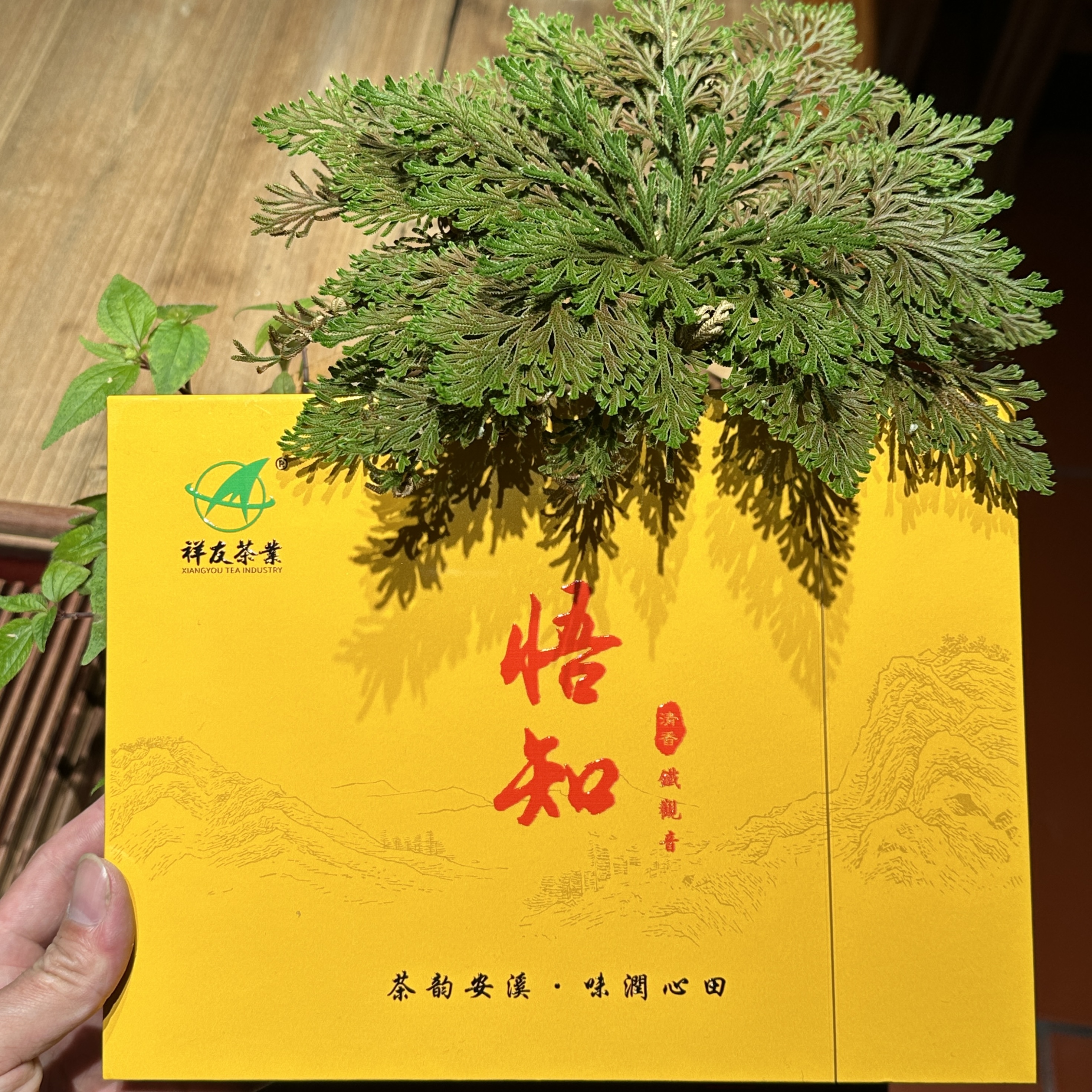 悟知-2025秋香铁观音产自祥华（清香型）