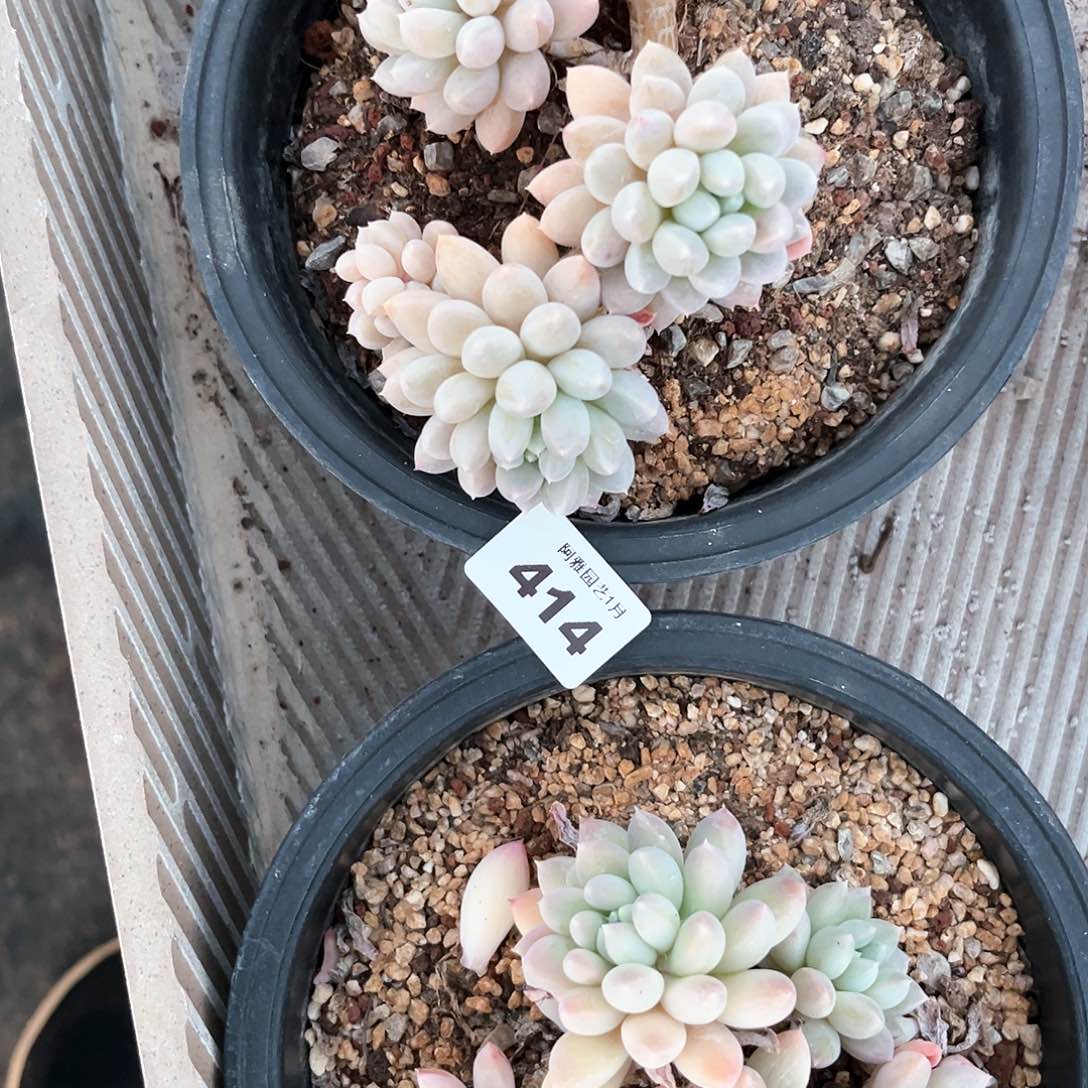 阿雅园艺。           带桩414