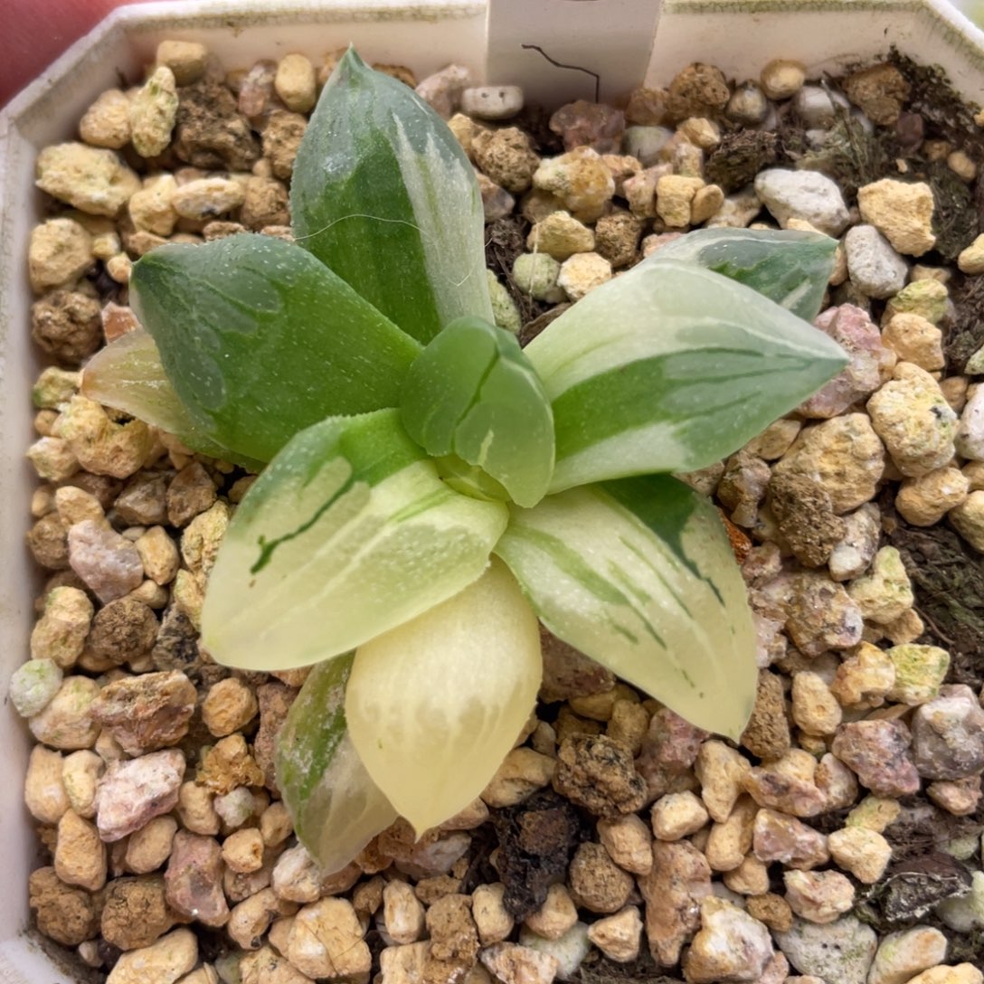 小蔡的菜园88冰城锦 脱土发货