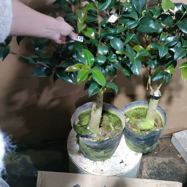 185紫色不知名，原盆原土发货，不包邮