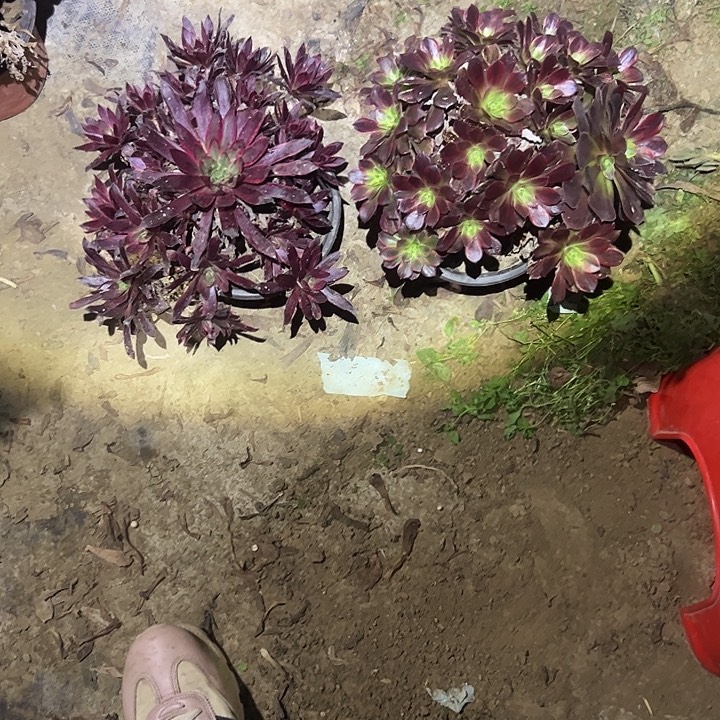 a***涂不包侧枝一物一拍47