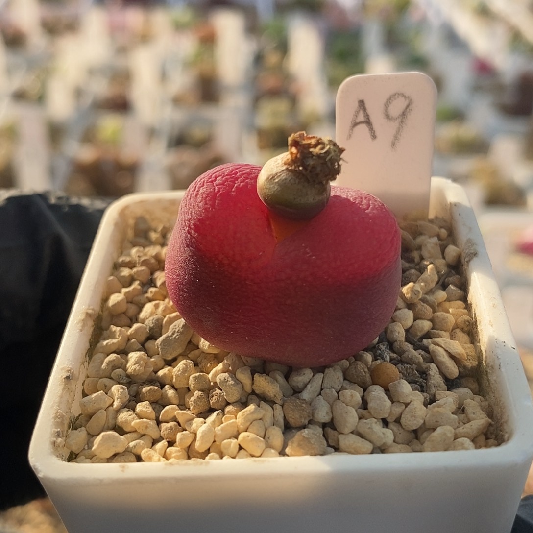 一物一拍优选水蜜桃母本尺寸2.7