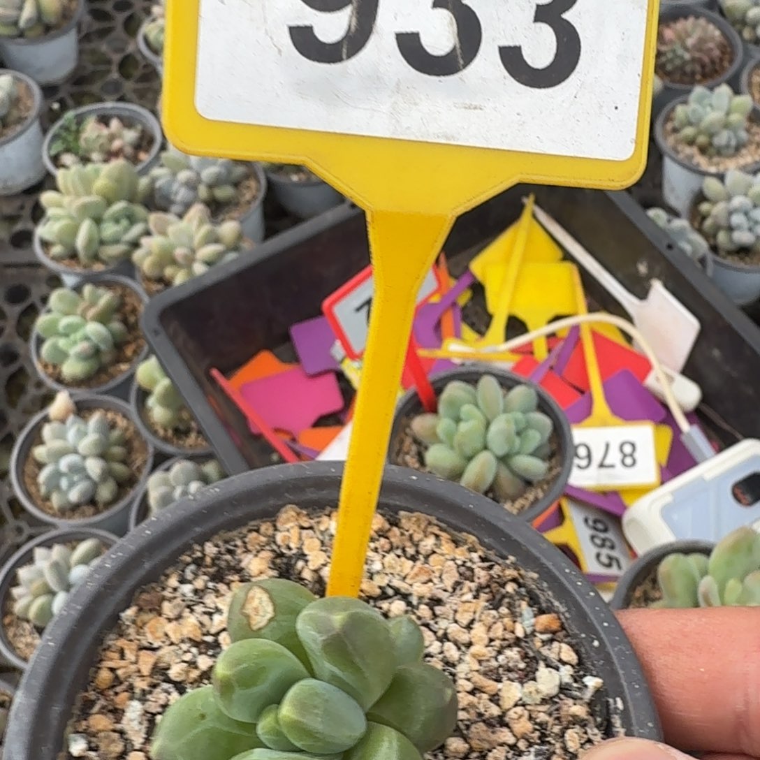 E***鹏多肉植物漂亮单头933