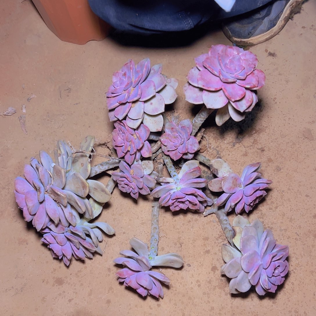 2199紫乐多肉老桩 轻微断枝不售后