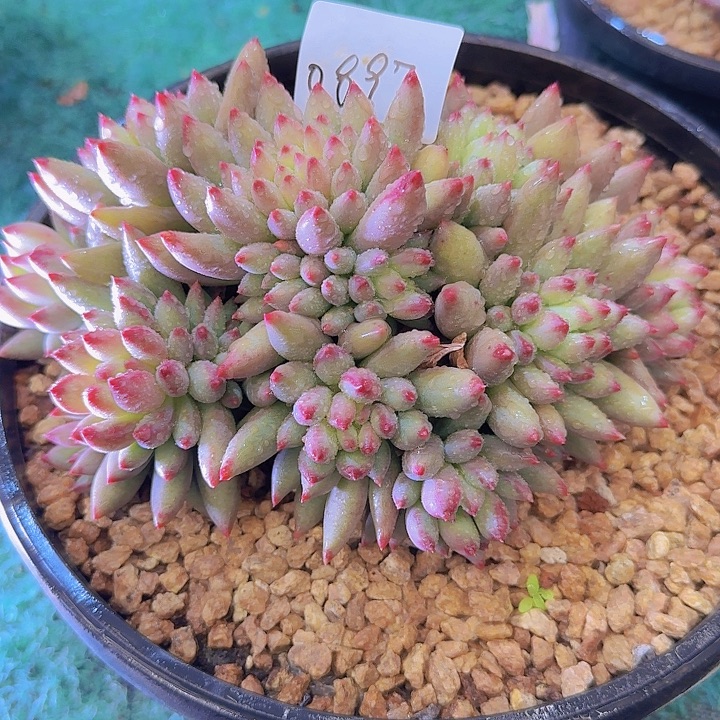 0897二代虞多肉植物
