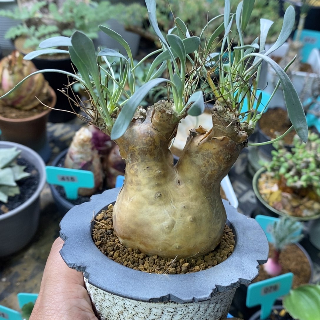 开普敦厚炖菊多肉植物