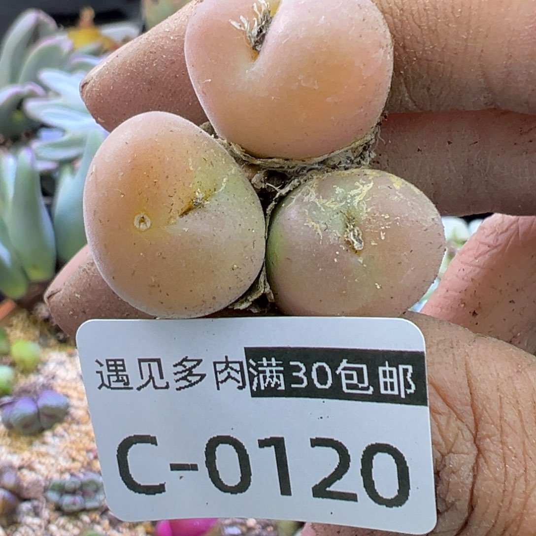 多肉植物1111111111111111