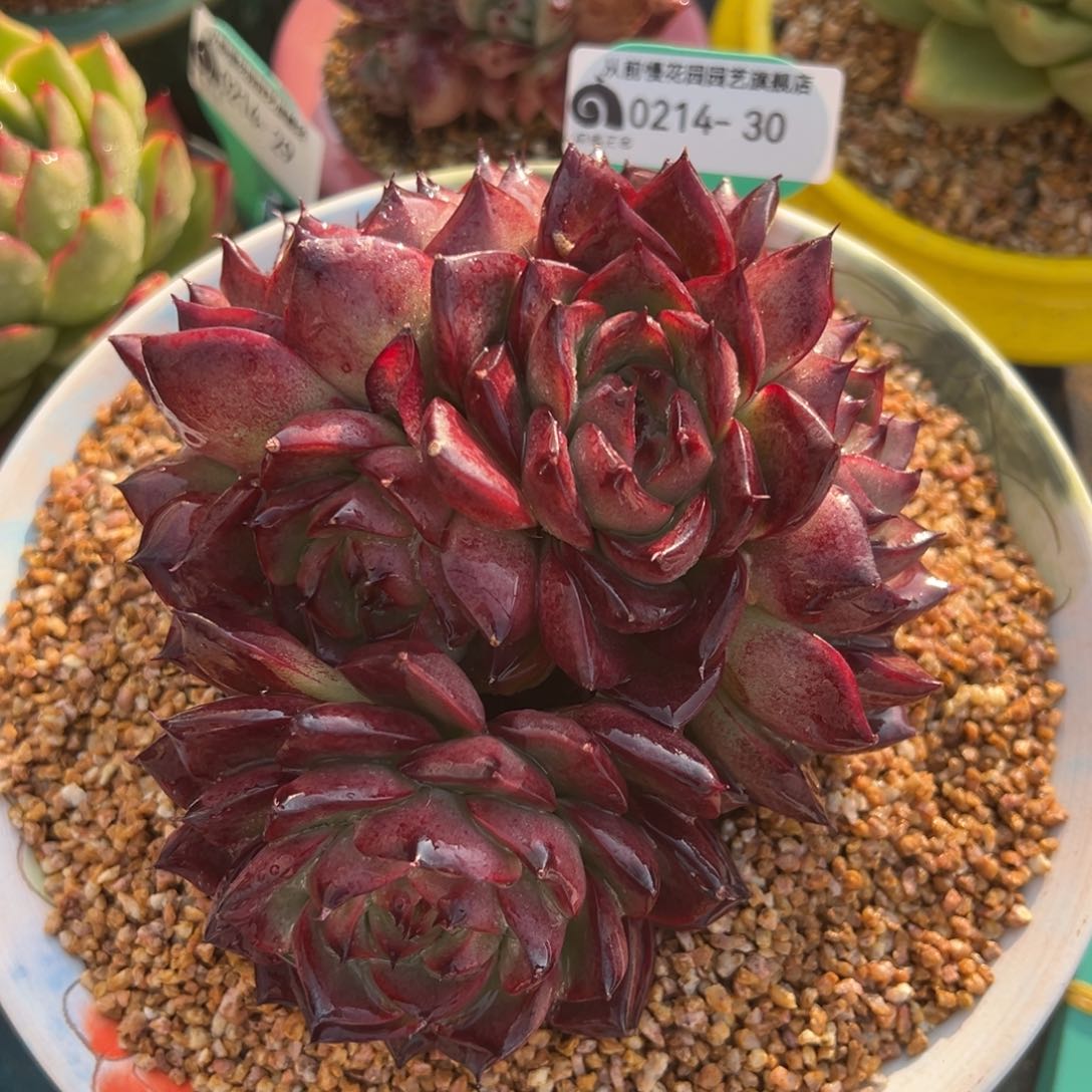 从前慢多肉精选编号0214.30