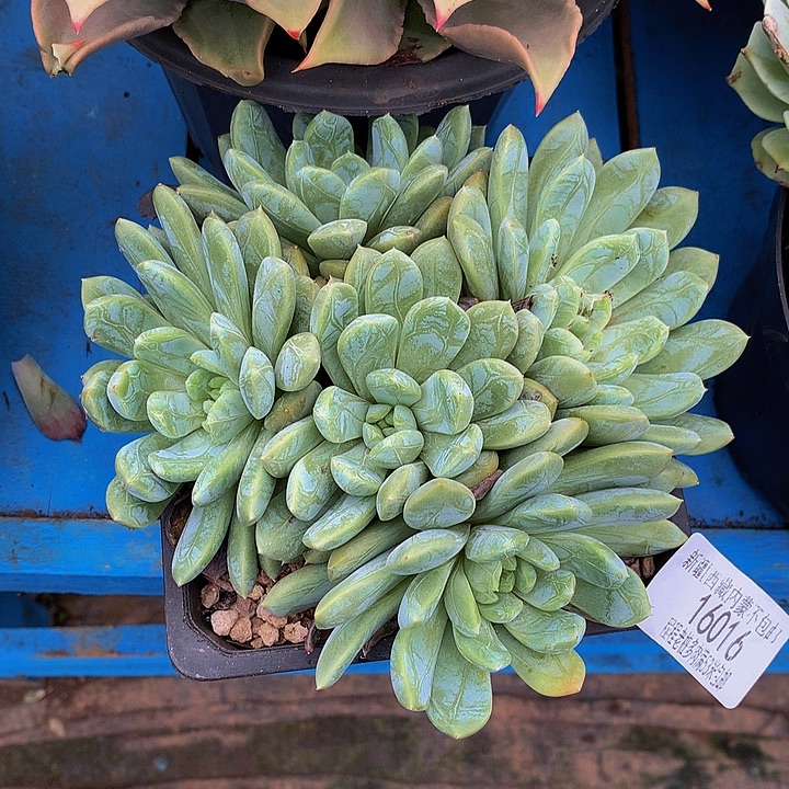 秋***和百达翡翠13016多肉多肉率