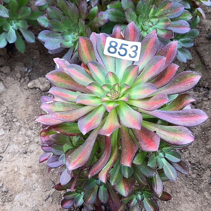 多肉植物法师853晚霞