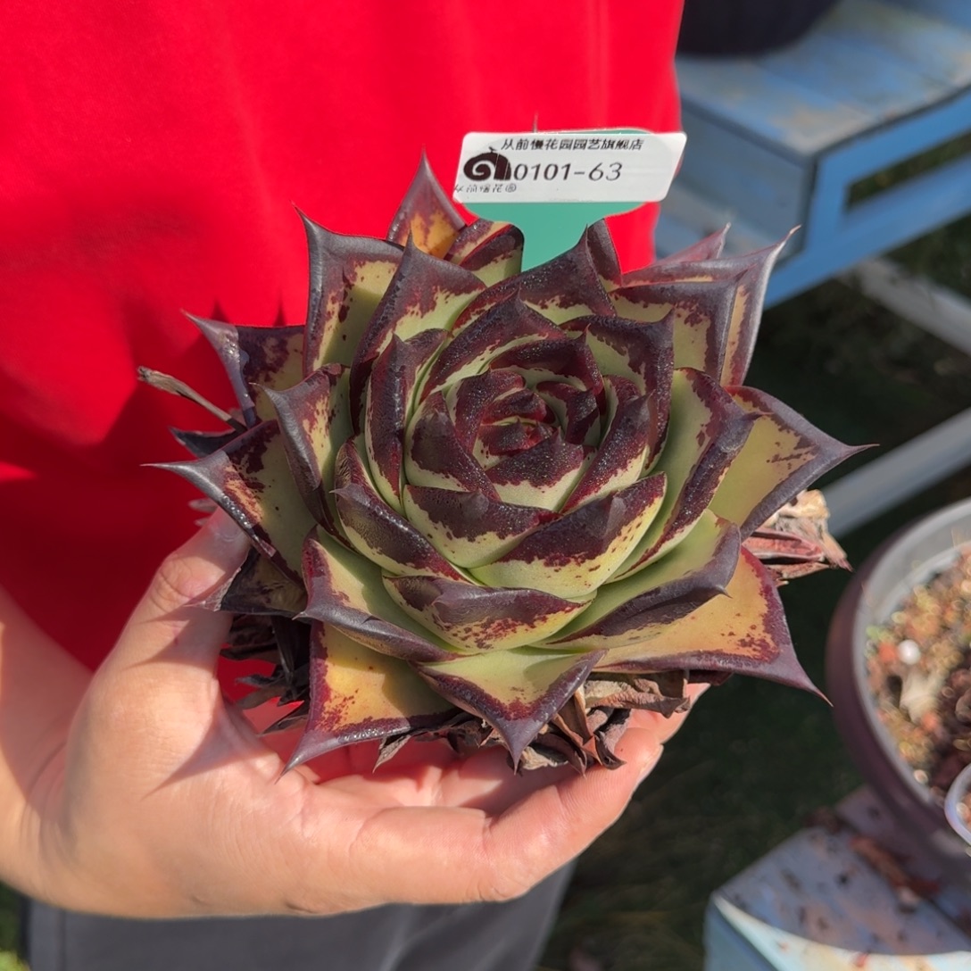 从前慢多肉花园0101-63