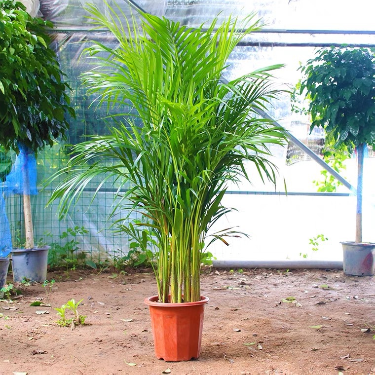 散尾葵绿植盆栽花卉发财树盆栽金钱树盆栽鸭脚木盆栽琴叶榕盆栽