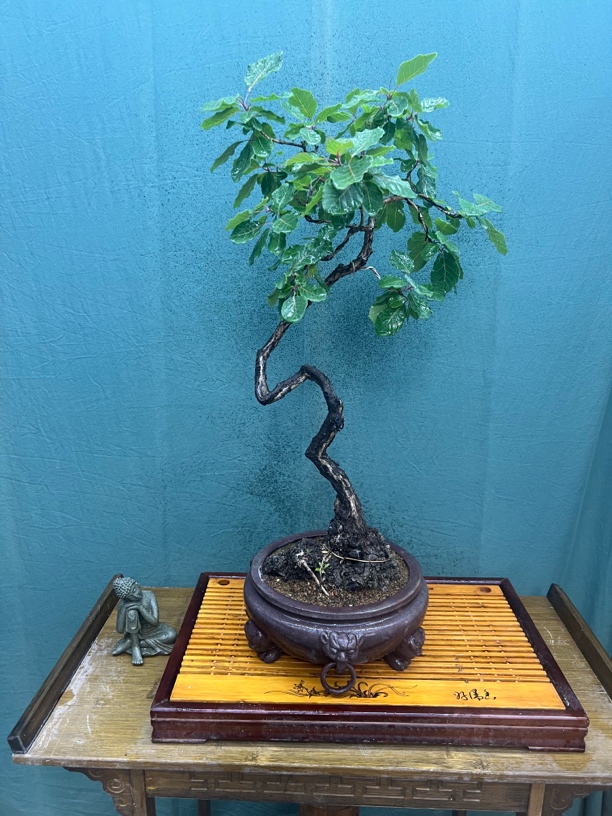 红叶黄栌盆景（直播间一物一拍）