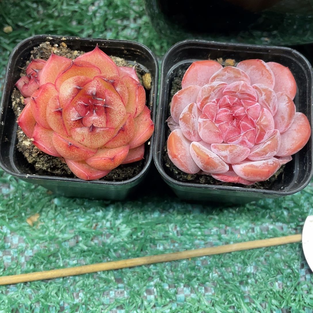 两颗28包邮非偏远